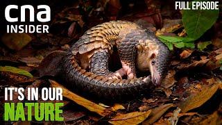 Race To Save Singapores Wildlife Just How Biodiverse Are We?  Its In Our Nature  Part 12