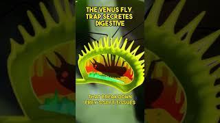 Carnivorus Plant Almost Smashes The Huge Prey #shorts #youtubeshorts #shortsvideo #venusflytrap