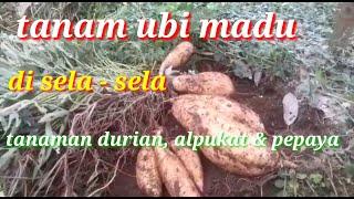 Ubi madu berbuah lebat di sela - sela tanaman durian alpukat & pepaya