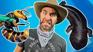 Japans Most DANGEROUS and BIZARRE Wildlife