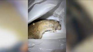 Where are the most rats being spotted in NYC?