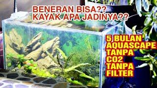 Aquascape Tanpa Filter dan CO2 Cocok Untuk Pemula