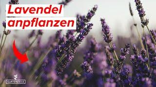 Lavendel anpflanzen - DARAUF solltet Ihr UNBEDINGT achten So pflanzt du Lavendel richtig