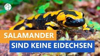 Der Salamander ist keine Eidechse - Das kleine 1x1 der Artenkunde  Planet Schule