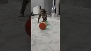 cat attacking talking cactus #animals #cat #animallover #catlover #cats #pet #funny #explore #viral