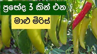 මේ ටිකත් දැනගන මාළු මිරිස් හිටවන්න  How to grow capsicum at home  Ceylon Agri  Episode 227