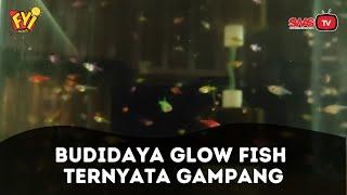 Budidaya Ikan Hias Glowfish Lebih Mudah Daripada yang Kamu Bayangkan FYI