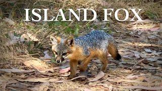 Island Fox Facts + Where to See Them in the Channel Islands