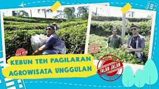 Wisata Kebun Teh di Kebun Teh Pagilaran Batang Jawa Tengah Agrowisata Unggulan