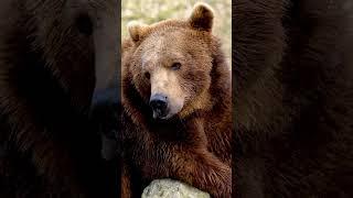 What are 3 Bears facts wildlife#bears #bearfacts #bear