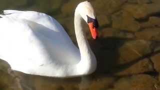 WHITE SWAN AND  ESKİŞEHİRS  LAKE