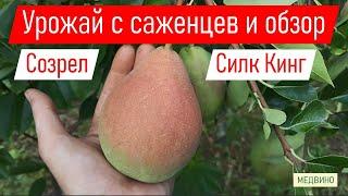 Созрел Силк Кинг на саженцах. Обзор