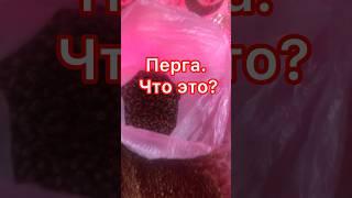 Перга - что это такое? #пчеловодство #пчелы #пыльца #пчеловодстводляначинающих #улей