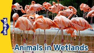 Meet 6 Wetland Animals  Hippopotamus Flamingo Red-eyed Tree Frog Manatee Beaver and Turtle