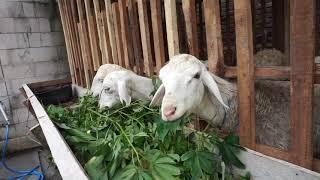 Pakan Pagi Kambing Dan Domba Dengan Hijauan Daun Randu  Panen Daun Randhu