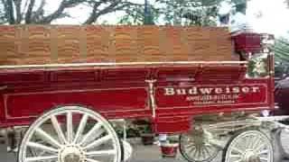 Budweiser Clydesdale Horses and Fire Wagon