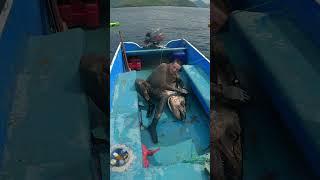 Spearing Seals vs Spearing Fish