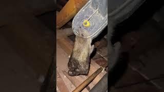 MONSTER RAT caught in a Black cat rat trap. #pestcontrol #rodentcontrol #trapping