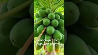 how to make papaya short and high yield #papaya #plants #gardeningadvice #garden