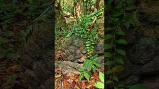 Kbal Spean  The River of a 1000 Lingas in Cambodia