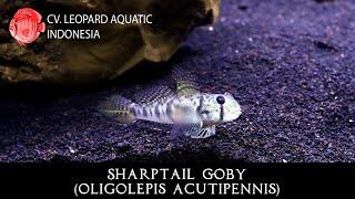 Oligolepis acutipennis. The SHARPTAIL Goby Leopard Aquatic P036A