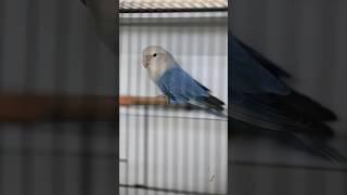 African Lovebirds - Agapornis roseicollis longfeather blue in the bird show #parrot #africanlovebird