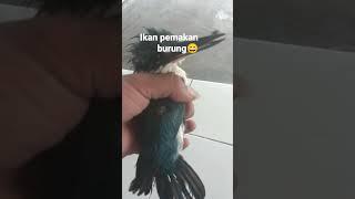 Burung apa ini namanya.?#burung #shorts #burungkicau