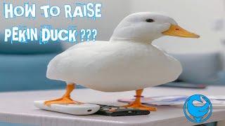 How To Raise Pekin Ducks