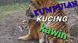 Kumpulan kucing kawin