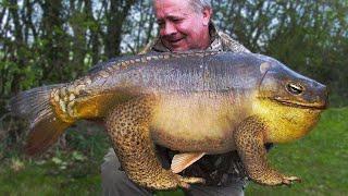 This is The Most Dangerous Mutant Fish Ever Caught From River