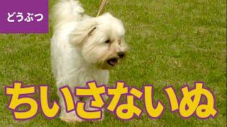 ちいさな犬、大集合！ ちいさくて、かわいいワンちゃんたち：ポメラニアン／柴犬／チワワ／ブルドッグ／トイ・プードル ほか【動物・生き物 #2】