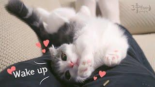 애교로 집사 깨우는 귀여운 고양이 cute cat