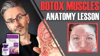 MUSCLE ANATOMY How to avoid side effects & maximise Botox efficiency Aesthetics Mastery Show