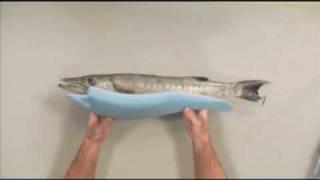 Mounting A Barracuda -Fish Taxidermy Video