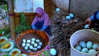 Village atmosphere happy to be able harvest duck eggs  pick passion fruit  Living in the Village