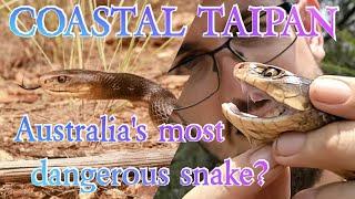 Australias MOST DEADLY snake? - The coastal taipan