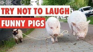 Try Not To Laugh  Funny Pigs Video Compilation 2017