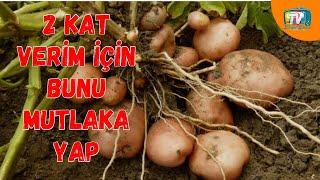 MUST GROW THIS WAY FOR DOUBLE PRODUCTION ON POTATOES #patatesyetişciliği how to grow potatoes