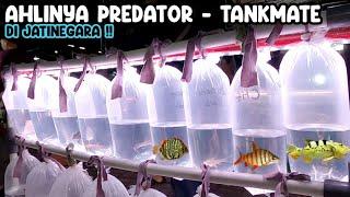 AHLINYA PREDATOR - TANKMATE‼️PASAR IKAN HIAS JATINEGARA‼️