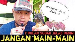 BULU METALIK BELUM MUNCUL SAMPAI USIA 2 BULAN‼️APAKAH JANTAN ATAU BETINA⁉️PAHAMI DULU ANTI GAMBLING