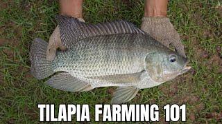 Tilapia Farming 101 Your Guide To A Successful Start
