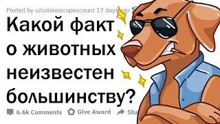 МАЛОИЗВЕСТНЫЕ ФАКТЫ О ЖИВОТНЫХ 