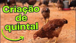 Criação de galinha no quintal pequeno todas as Dicas  AGROCRIACAO