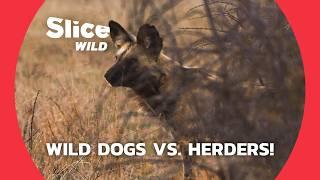 Shepherd Dogs vs. Wild Predators Can They Coexist?  SLICE WILD  FULL DOC