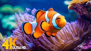 Aquarium 4K VIDEO ULTRA HD  Beautiful Coral Reef Fish - Relaxing Sleep Meditation Music #92