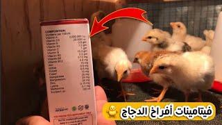 افراخ دجاج عرب فيتامينات ومعادن لتقوية مناعة الأفراخ 