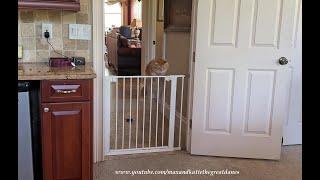 Funny Great Dane & Puppy Are Amazed As Cat Jumps Up & Over The Dog Gate