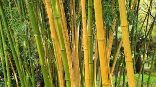 Phyllostachys vivax Aureocaulis - Giant Bamboo