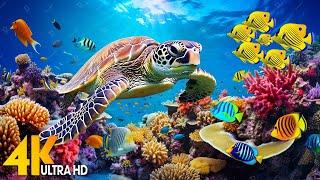 NEW 11HRS Stunning 4K Underwater Wonders - Relaxing Music Coral Reefs Fish-Colorful Sea Life #1