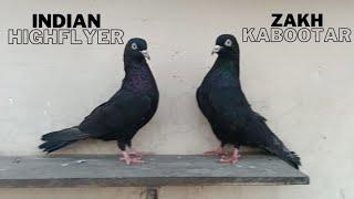 Indian Zakh Pigeons Highflyer Breed Episode 3  Indian zaak Kabootar Kabootar Bazi 2023